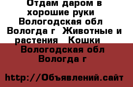 Отдам даром в хорошие руки - Вологодская обл., Вологда г. Животные и растения » Кошки   . Вологодская обл.,Вологда г.